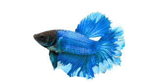 blue betta fish
