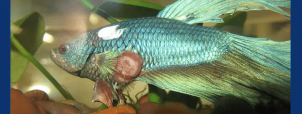 betta fish Furunculosis