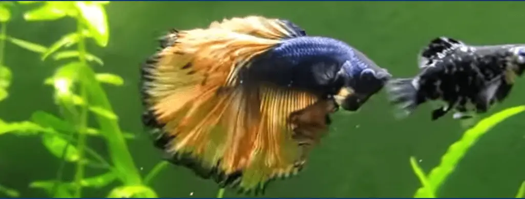 betta fish ammonia poisoning