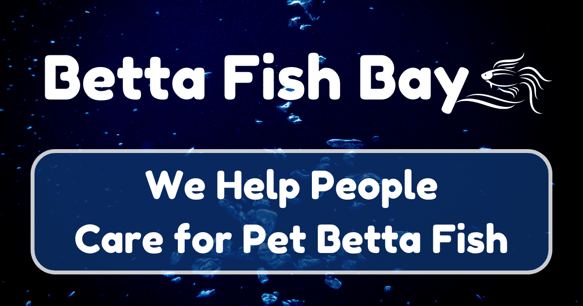 Betta Fish Bay: We Help People Care For Pet Betta Fish