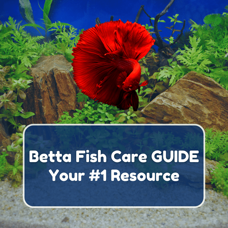betta fish care featured