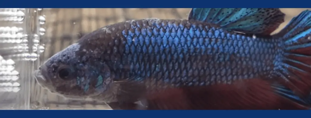 betta fish columnaris