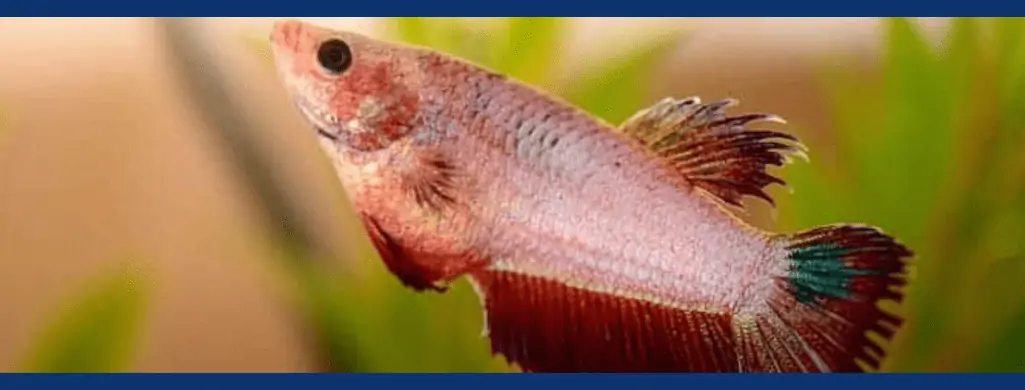 betta fish constipated