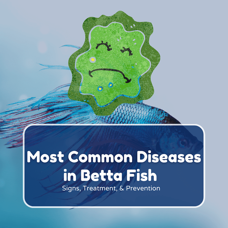 betta fish diseases featured 2