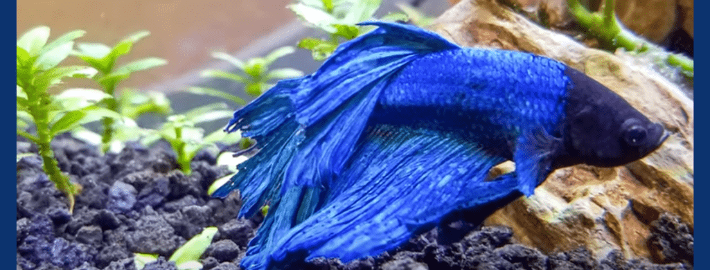 betta fish fin and tail rot