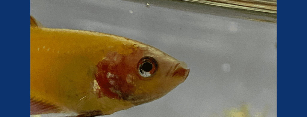 betta fish hemorrhagic