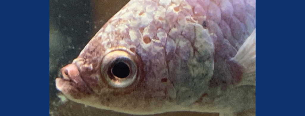 betta fish hole in head