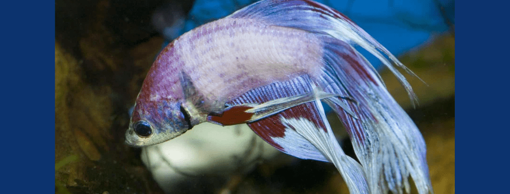 betta fish septicemia