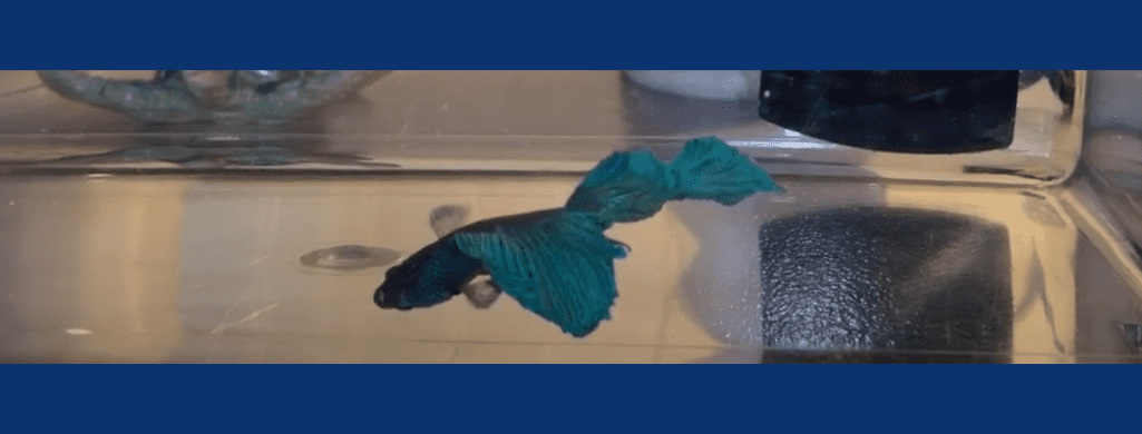 betta fish swim bladder disorder