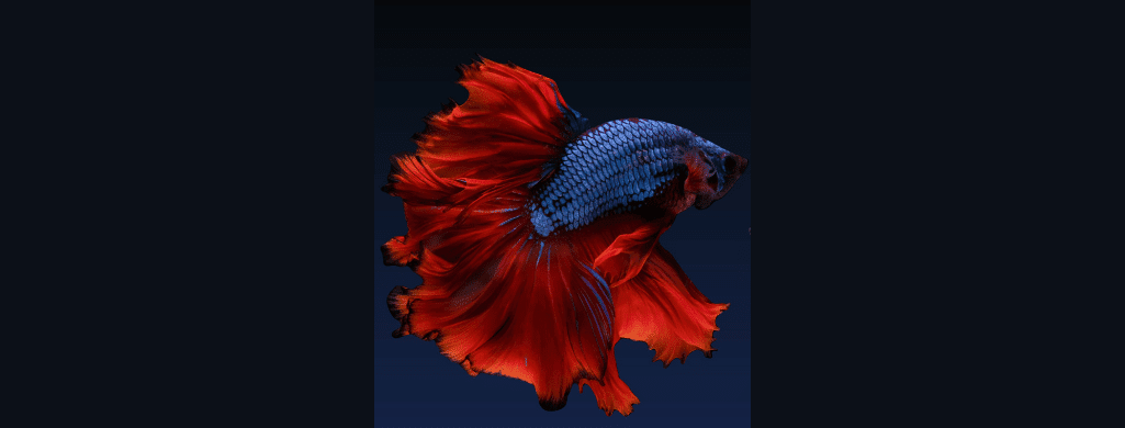 bi color betta fish