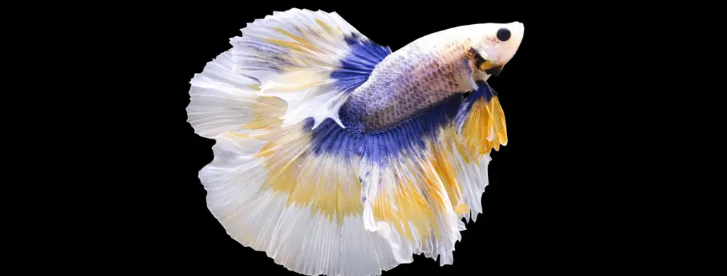 butterfly betta fish