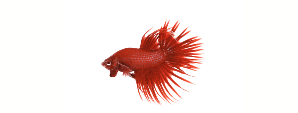 crown tail betta fish