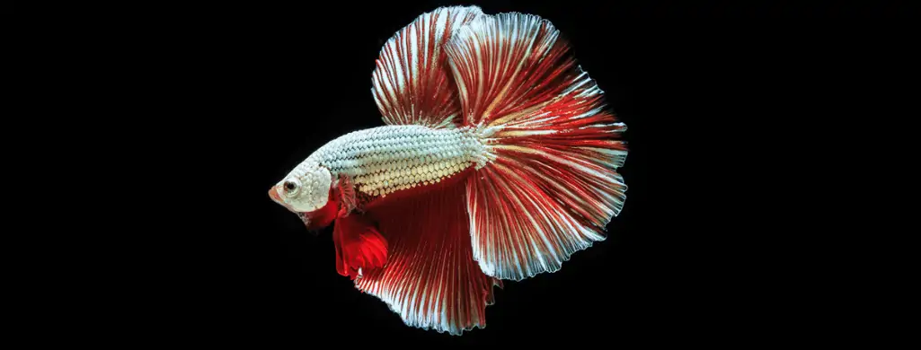 dragon scale betta fish