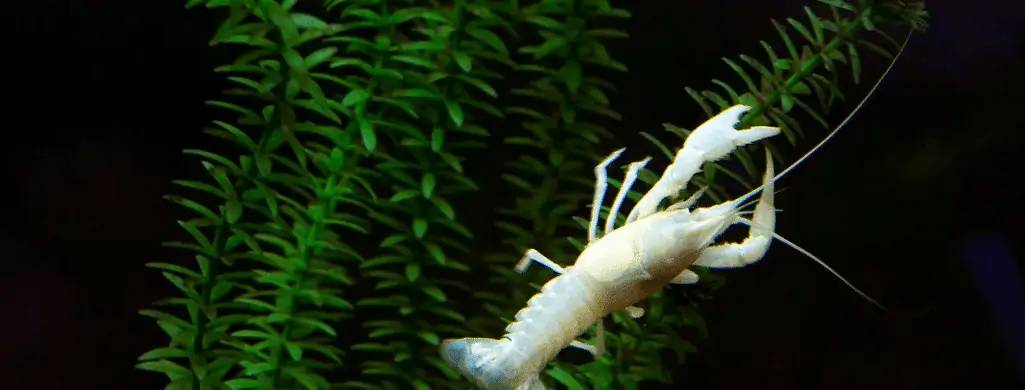 dwarf crayfish tank mates