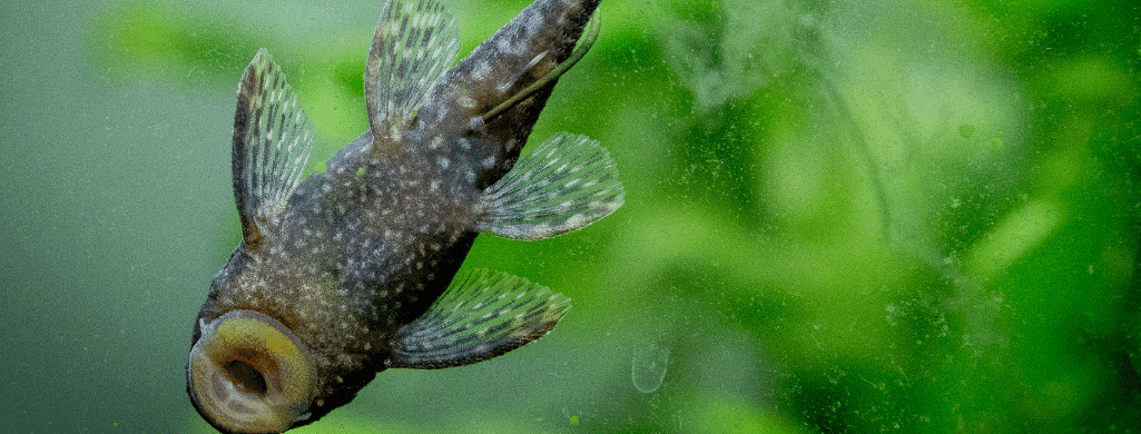 freshwater fish Bristlenose Pleco