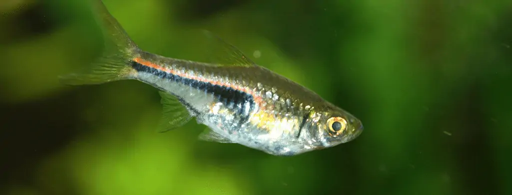 freshwater fish Harlequin Rasbora