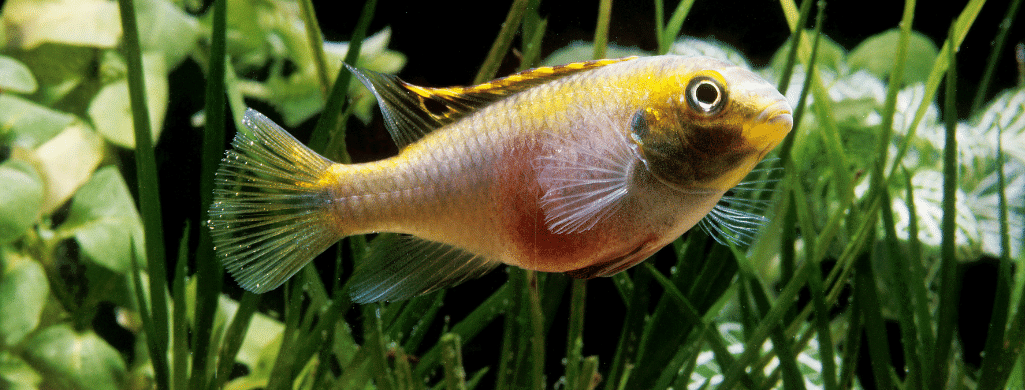 freshwater fish Kribensis Cichlid
