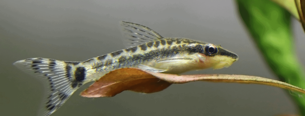 freshwater fish Otocinclus