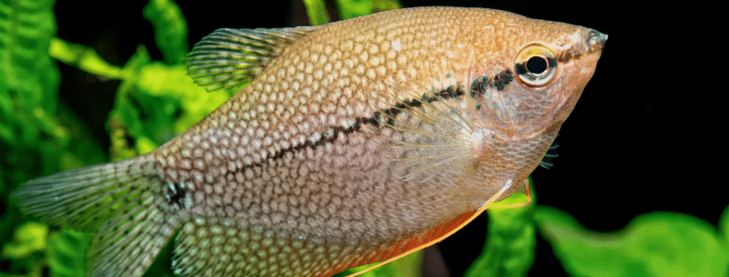 freshwater fish Pearl Gourami