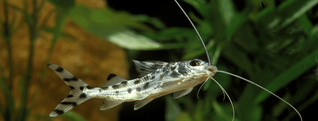 freshwater fish Pictus Catfish