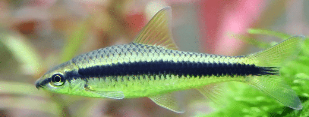 freshwater fish Siamese Algae Eater