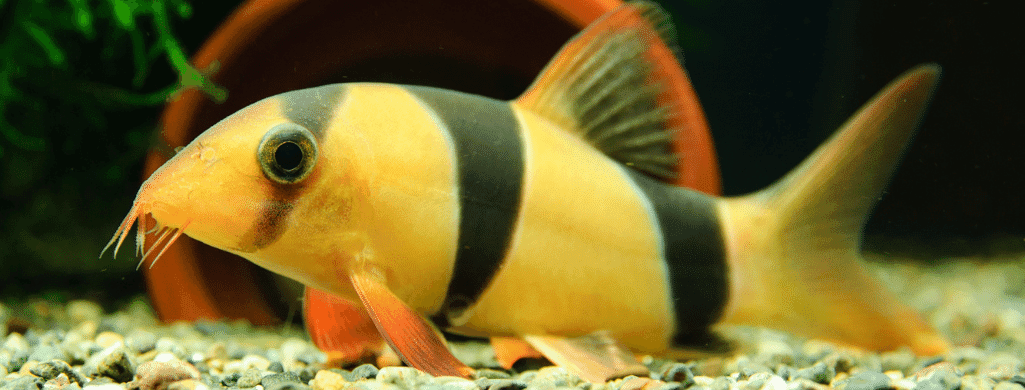 freshwater fish clown loach