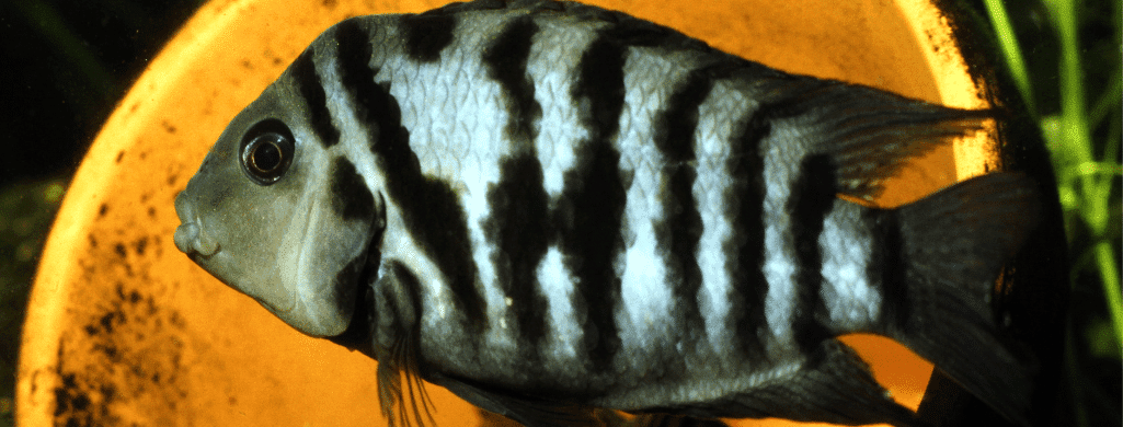 freshwater fish convict cichlid