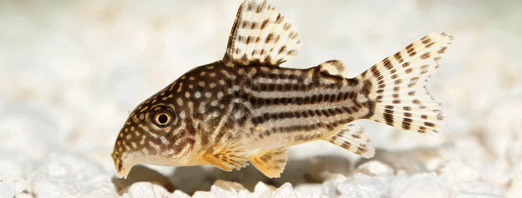 freshwater fish cory catfish