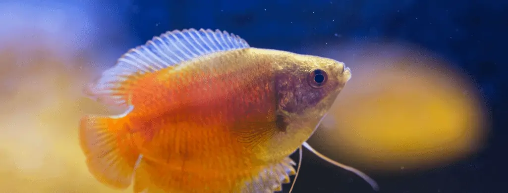 freshwater fish dwarf Gourami
