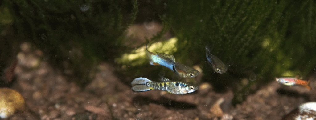 freshwater fish endler's livebearer