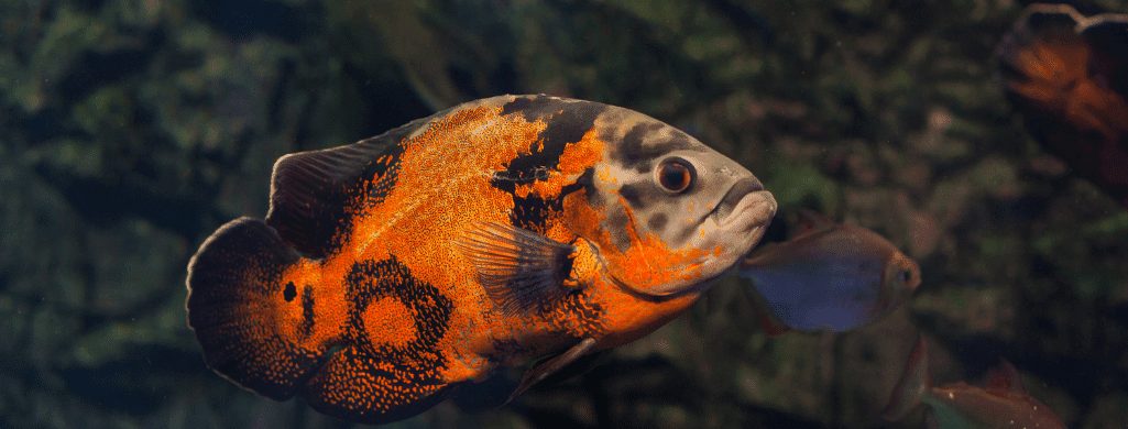 freshwater fish oscar fish