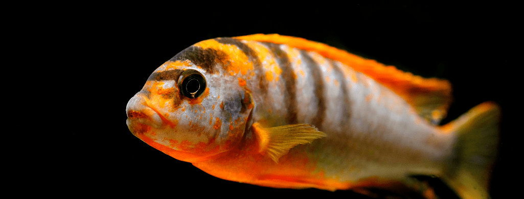 freshwater fish pets African Cichlid