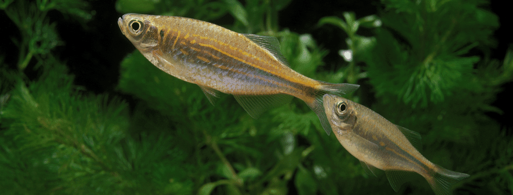 freshwater fish pets Celestial Pearl Danio