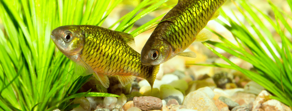 freshwater fish pets Golden Dwarf Barb