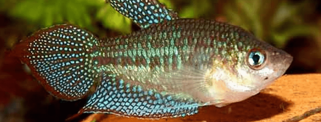 freshwater fish pets Sparkling Gourami