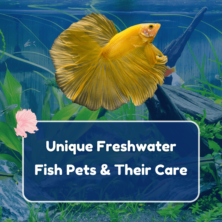 freshwater fish pets featured
