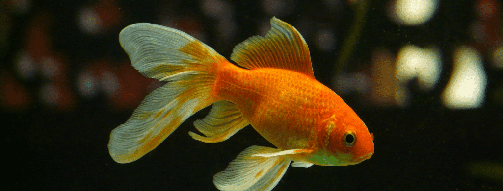 freshwater fish pets goldfish