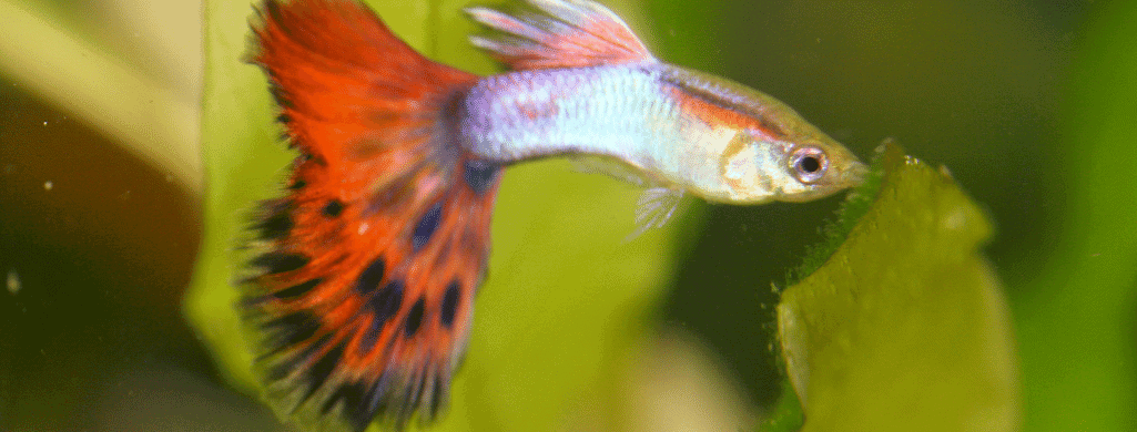 freshwater fish pets guppies