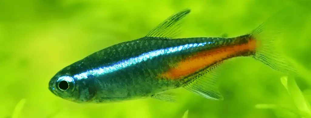freshwater fish pets neon tetra