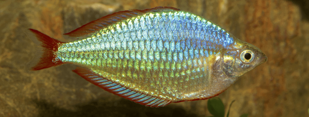 freshwater fish pets rainbow fish
