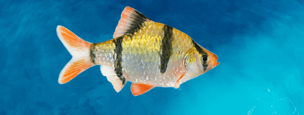 freshwater fish pets tiger barb fish