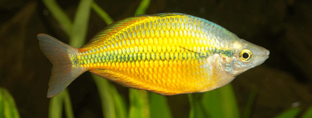 freshwater fish rainbow shiner