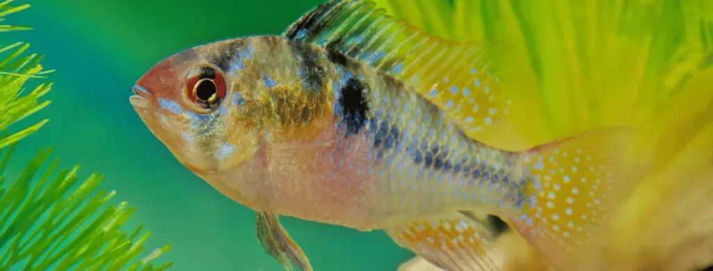 freshwater fish ram cichlid