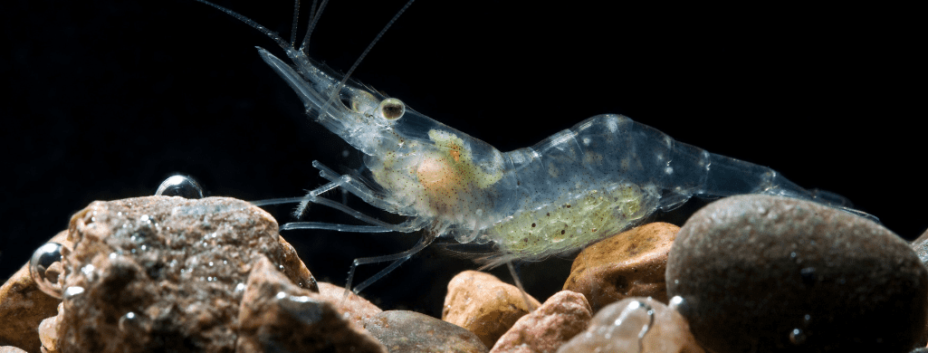 ghost shrimp for betta and shrimp