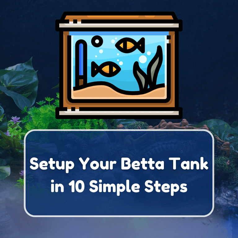 how to set up a betta fish tank