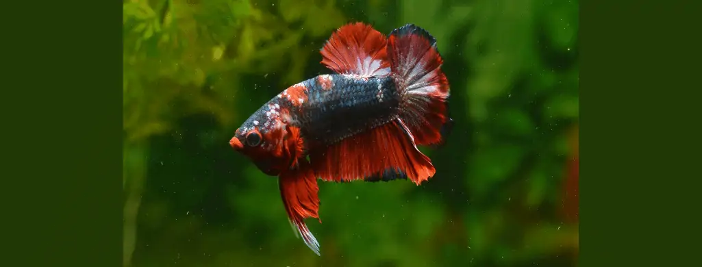 marble betta fish