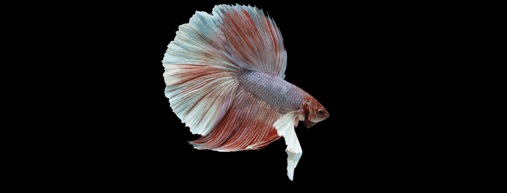 pastel betta fish