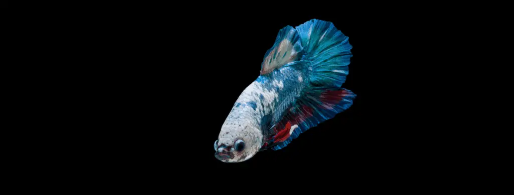 Very Nice Translucent Spade Tail Betta Fish With Yellow Spot On