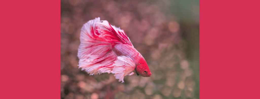 pink betta fish