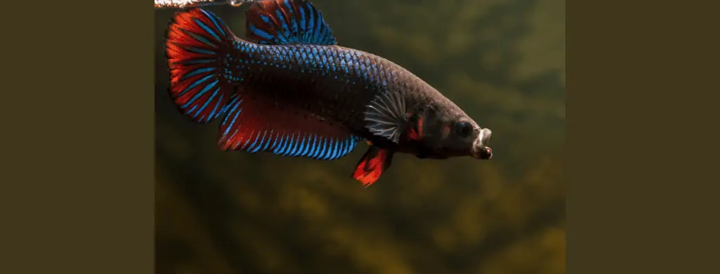 plakat shortfin betta fish